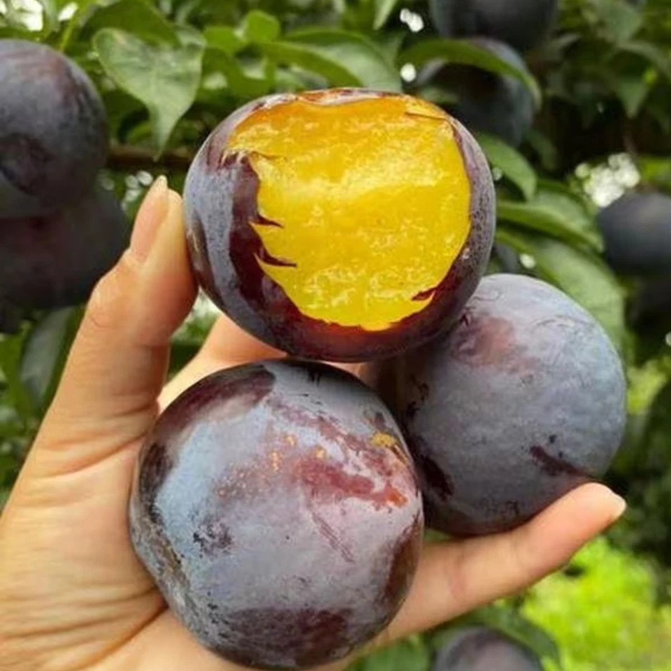 Japanischer Pflaumenbaum Black Amber - Winterhart Obstbaum Pflanze 80cm / 140cm - Bild 2 von 4