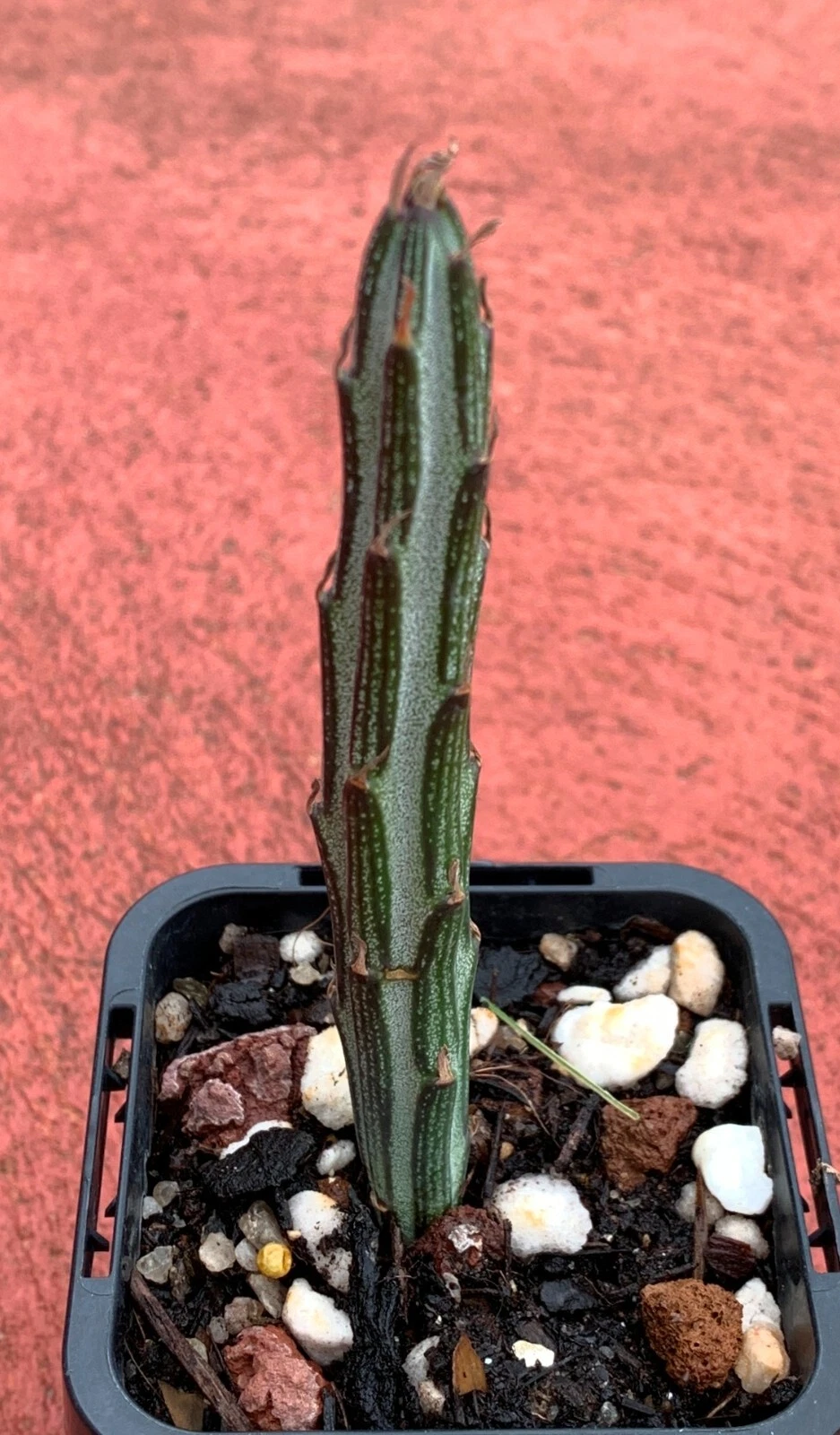 Picture 2 of 4