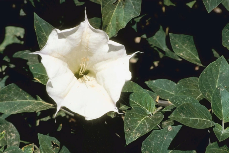 SEED-  Jimson Weed, Devil's or Angel Trumpet Flower, Datura, Thorn Apple - Image 3 of 4