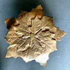 2 BRONZE CANDLE HOLDERS WITH ONE PLATE MAPLE LEAF WITH ACORNS 10 1/2" AND 5 1/4" — photo 7
