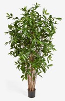 Artplants KüNstliche Dracaena Surculosa, 800 BläTter, GrüN, 150Cm
