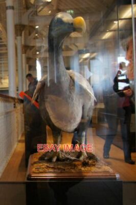 PHOTO  DODO (RAPHUS CUCULLATUS) RECONSTRUCTION IN THE NATIONAL MUSEUM OF SCOTLAN
