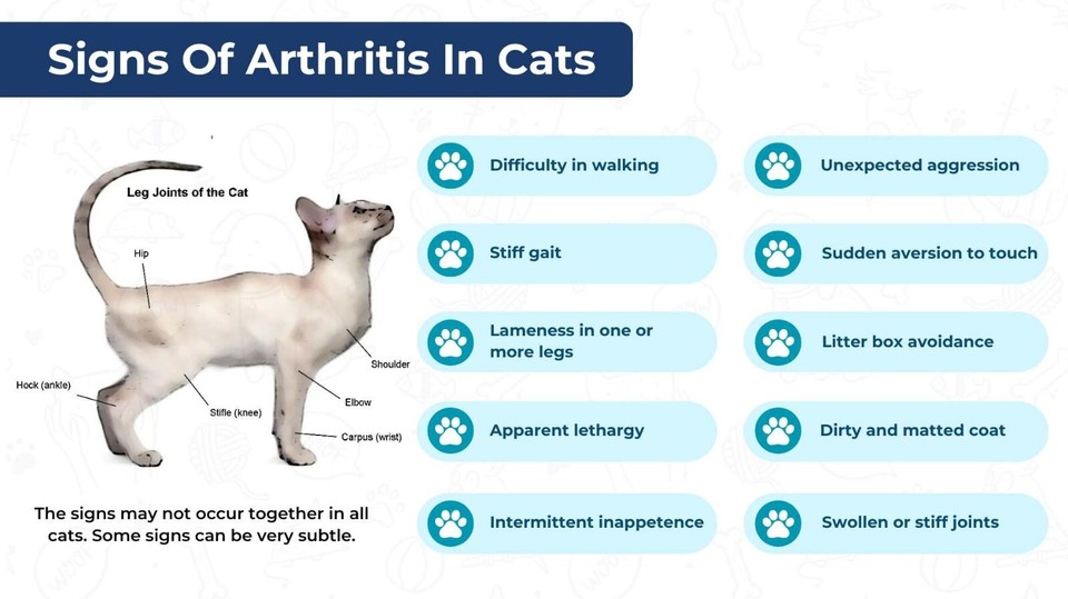 dogs-cats-natural-help-for-arthritis-made-in-usa-120-caps-ebay