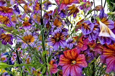 SEEDVILLE USA 200 Mixed Colors PAINTED TONGUE (Velvet Trumpet Flower) Salpiglossis Grandiflora