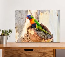Rainbow Lorikeet Bird on Tree 5mm thick Plastic Poster Ready to Hang 60x45cm