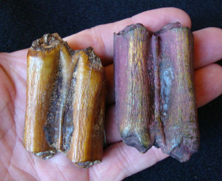 2 ICE AGE BISON TEETH Florida Georgia FOSSIL 95