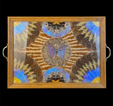 Altes Serviertablett Schmetterlinge Hinter Glas Holz Rahmung 20. Jahrhundert