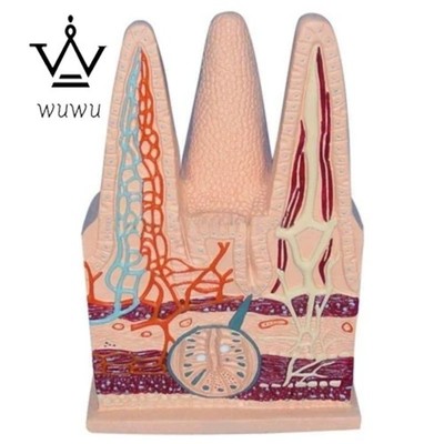 100X Human Intestinal Villi Model Anatomical Section Model of Lymphatic Vein