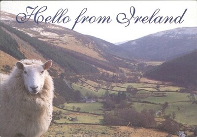 Hallo aus Irland Postkarte - Schafe im Scenic Valley - John Hinde Original