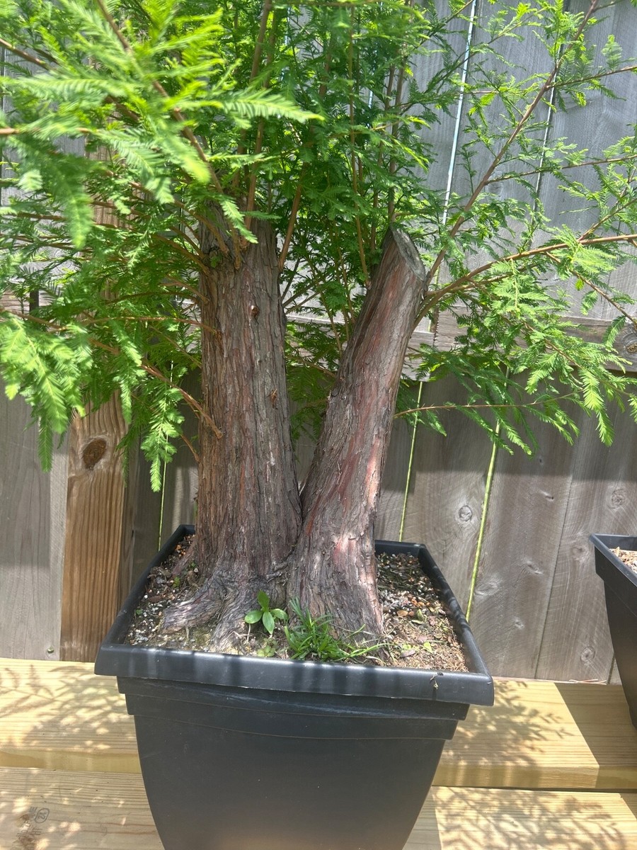BALD CYPRESS Pre-Bonsai Tree! Vibrant Foliage! Cold Hardy! | eBay