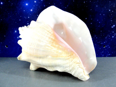 NATURAL LARGE HORNED CONCH   SNAIL SEA SHELL SEASHELL 8'' AQUARIUM BEACH DECOR