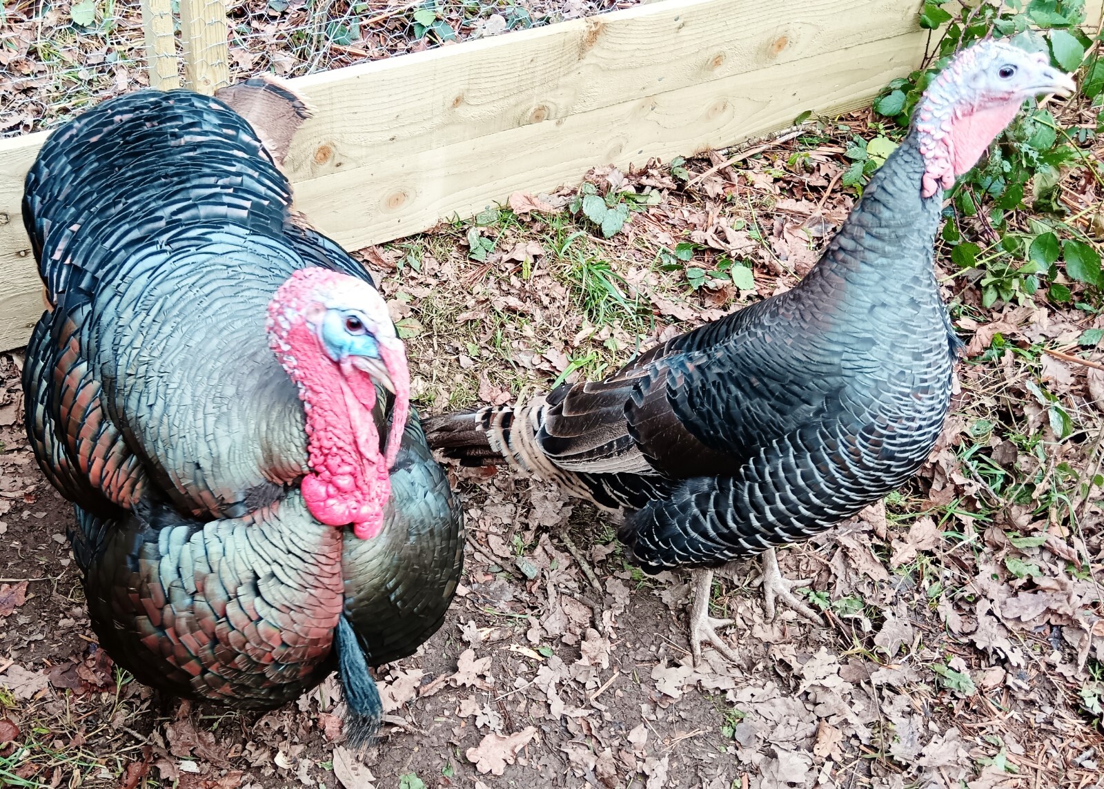 Norfolk Bronze / Black X6 Hatching Eggs eBay