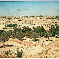 1957 Jerusalem, Israel Mount of Olives PC Old City Temple Mount Olive Grove A347