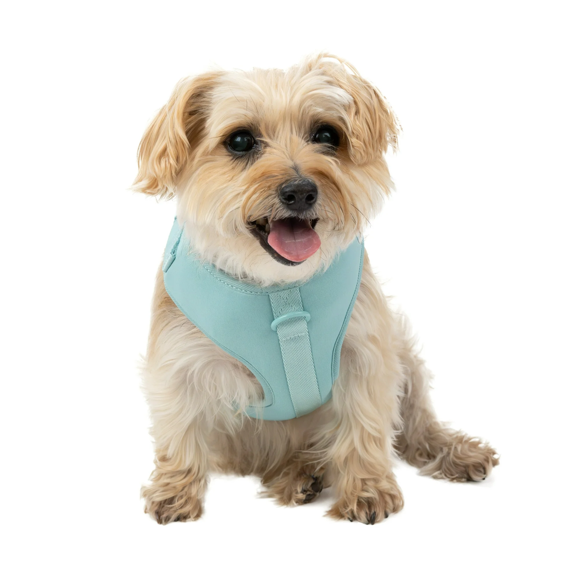 Vibrant Life 80064467 Adjustable Dog Harness, Polyester Spandex