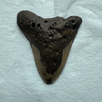 Megalodon Shark Tooth 4.59 inch Fossil NC #29A