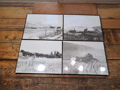 1911 Horse Team Hay And Wheat Harvest Washington Lot Of 4 Photo 8.5x11 M6