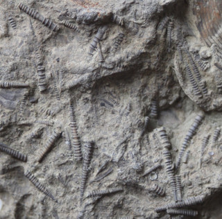 Invertébrés fossiles du genre Tentaculites du Dévonien d'Ukraine