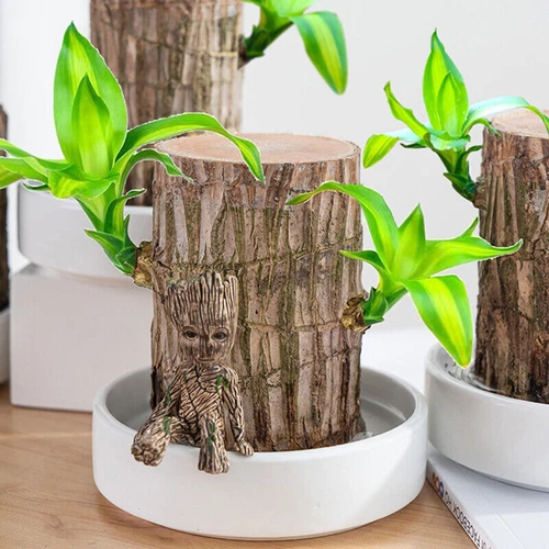 Groot Green Plant Brazilian Wood Water Raise Lucky Wood Potted Small Tree Peo UK - Picture 6 of 19