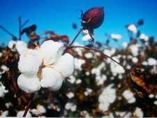 30 White Cotton Seed Pink Blooms  Heirloom Ornamental Benefits St. Jude