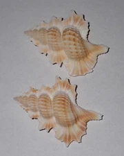 53 , 55 mm GREAT Biplex Perca Maple Leaf Seashell #AK1 Surin Island Phuket