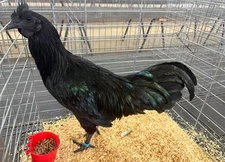 Potential Show Quality Ayam Cemani  Hatching Eggs 6 count