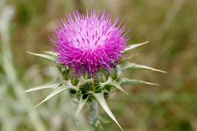 wild flower seed Indiana Select Wildflower Seed Mix main image 0