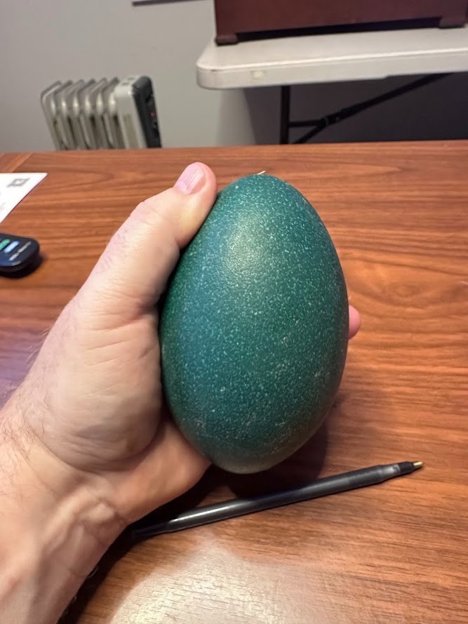 FERTILE EMU EGGS (2) - PROVEN BREEDERS MIXED DNA - SHIPS VIA PRIORITY MAIL