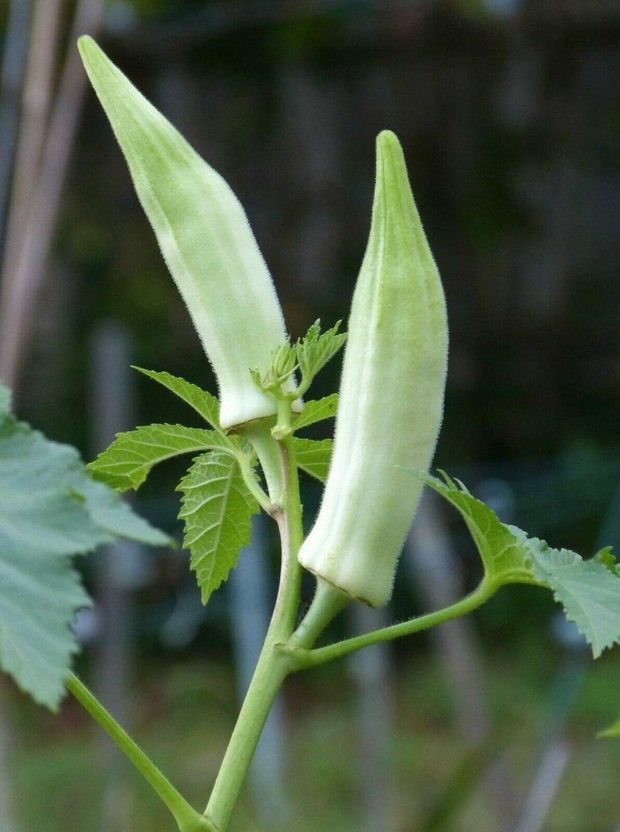 Ambrette Abelmoschus Moschatus musk mallow Okra - 100 Sementes | eBay