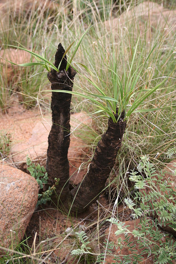 Xerophyta retinervis Rare! Hardy Black Desert Lily, Black Stick