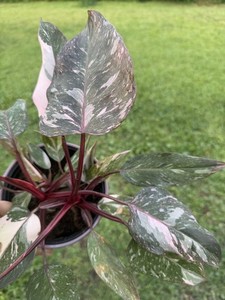 Philodendron Pink Princess | eBay