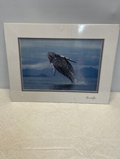 Kennan Ward Photograph Print Humpback Whales. In Original Plastic.