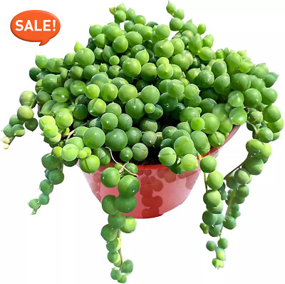 Live Succulent String of Pearls Live Plant Fully Rooted in 4'' Pot with Soil