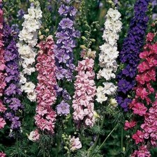 Delphinium Larkspur Giant Imperial Mix Flower Seeds,