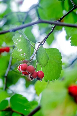 HUNDREDFOLD Downy Hawthorn 20 Seeds Crataegus mollis Red Haw Thorn Native Small Fruit Tree