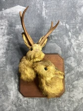 Vintage Jackalope Rabbit Bunny Wall Mount Deer Antlers Antelope Horns Taxidermy