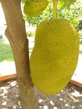 Keimling Jackfruit Bio Kaufen Jackfrucht Online Kaufen