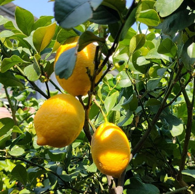 100+ Lemon Eureka Seedss (Citrus limon) Four Season Lemon