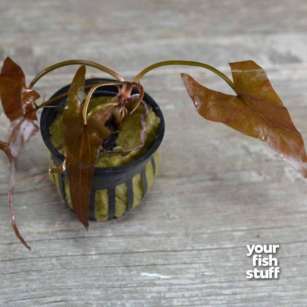 Dwarf Aquarium Lily Nymphaea stellata Bulb Live Aquarium Plants