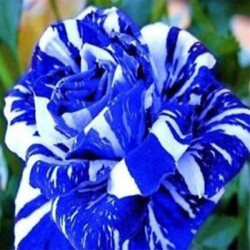 100Pcs Rare Rose Flower Seeds Garden Decor Perennial Balcony Plant - Blue