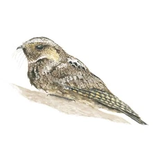 Whippoorwill 8"x10" Hand-Painted Watercolor Giclee Print, Unframed