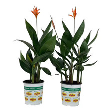 2.5 Qt. Heliconia Plant Orange Flower in Grower'S Pot 2-Pack 
