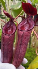 Nepenthes (aristolochioides x spectabilis) x lowii – assorted clones: BE-4555 L