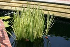 Cold Hardy Variegated Sweet Flag Aquatic Marginal Pond Plant - Buy 2 Get 1 Free