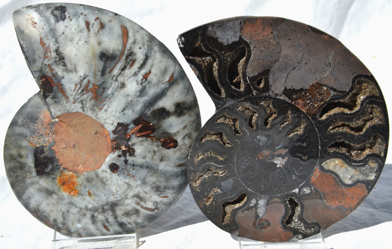 Large Black Ammonite Pair Crystal 119mm 110myo Dinosaur age FOSSIL 4.6" n2174vv