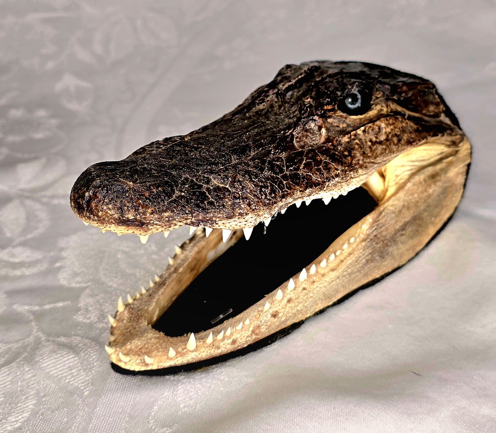 Authentic 7" American Alligator Head - Gator Daves Felt Lined Taxidermy Head