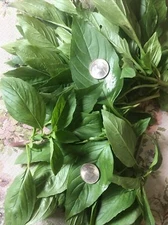 USA FreeShip 7500 Thai Basil SWEET LARGE LEAF seeds h̄oraphā โหระพา 九層塔húng quế 