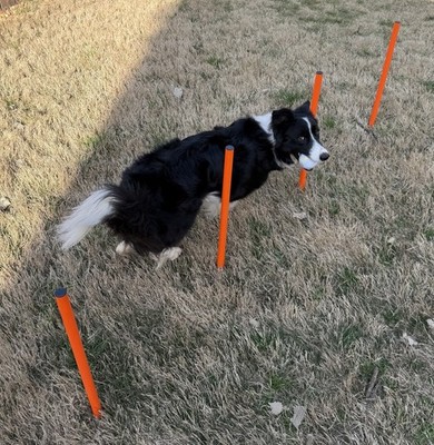 Elara s Dog Agility Training Set Tunnel Hoop Jumps Weave Poles w/ Bag Kit New