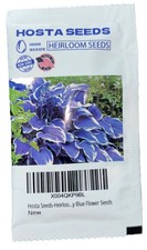 1000 Heirloom Seeds BLUE HOSTA NON GMO Garden Perennials ZONE 3-9