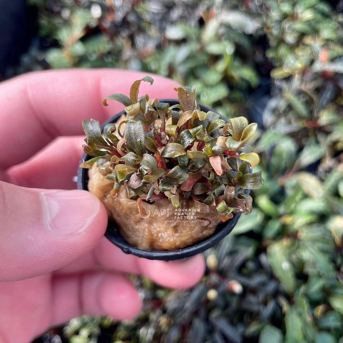 Bucephalandra Purple Diamond From Only Plants USA Live Aquatic