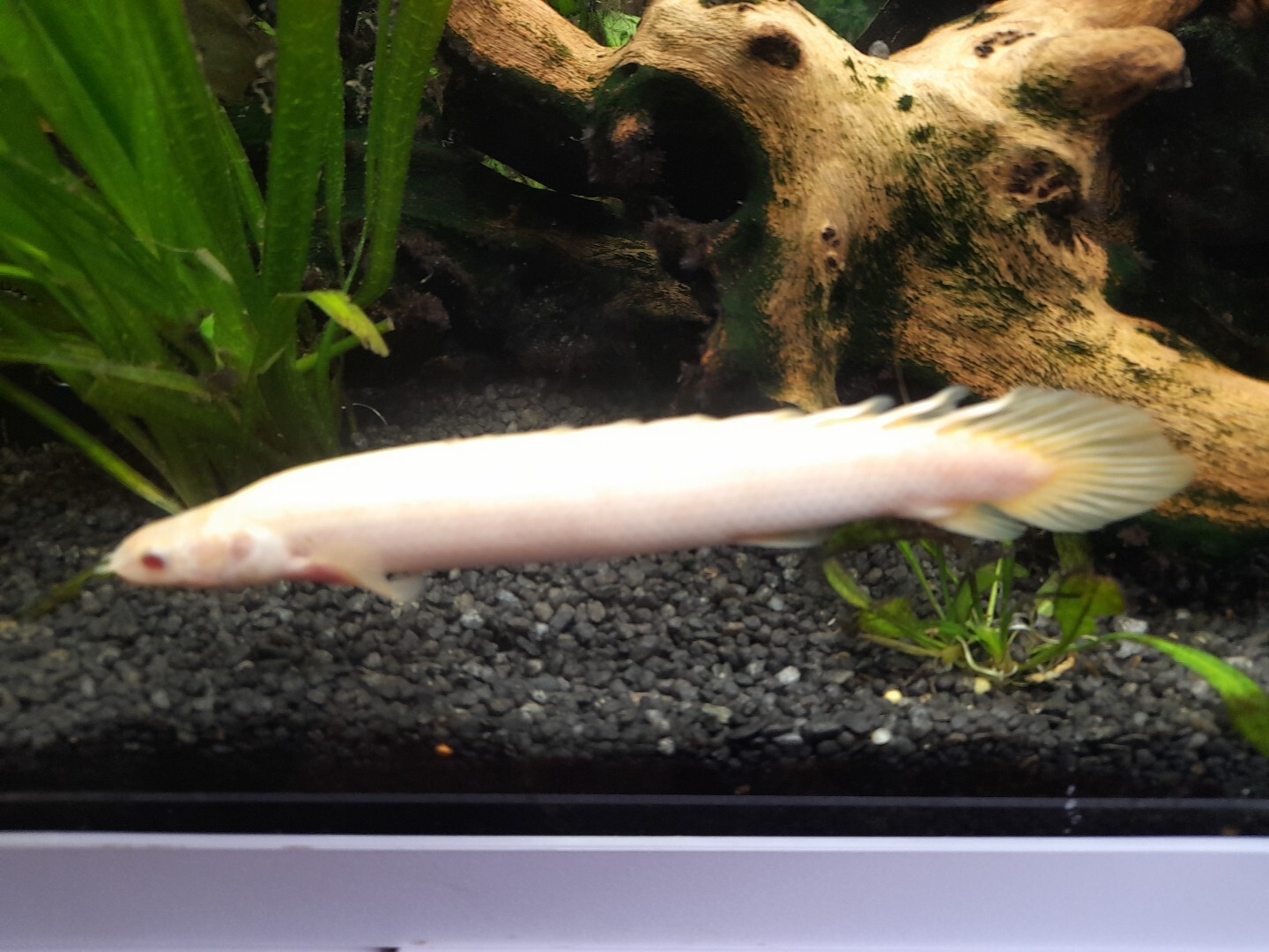 live tropical fish for sale eBay